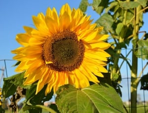 yellow sunflower thumbnail