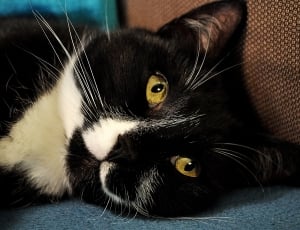 black and white tuxedo cat thumbnail