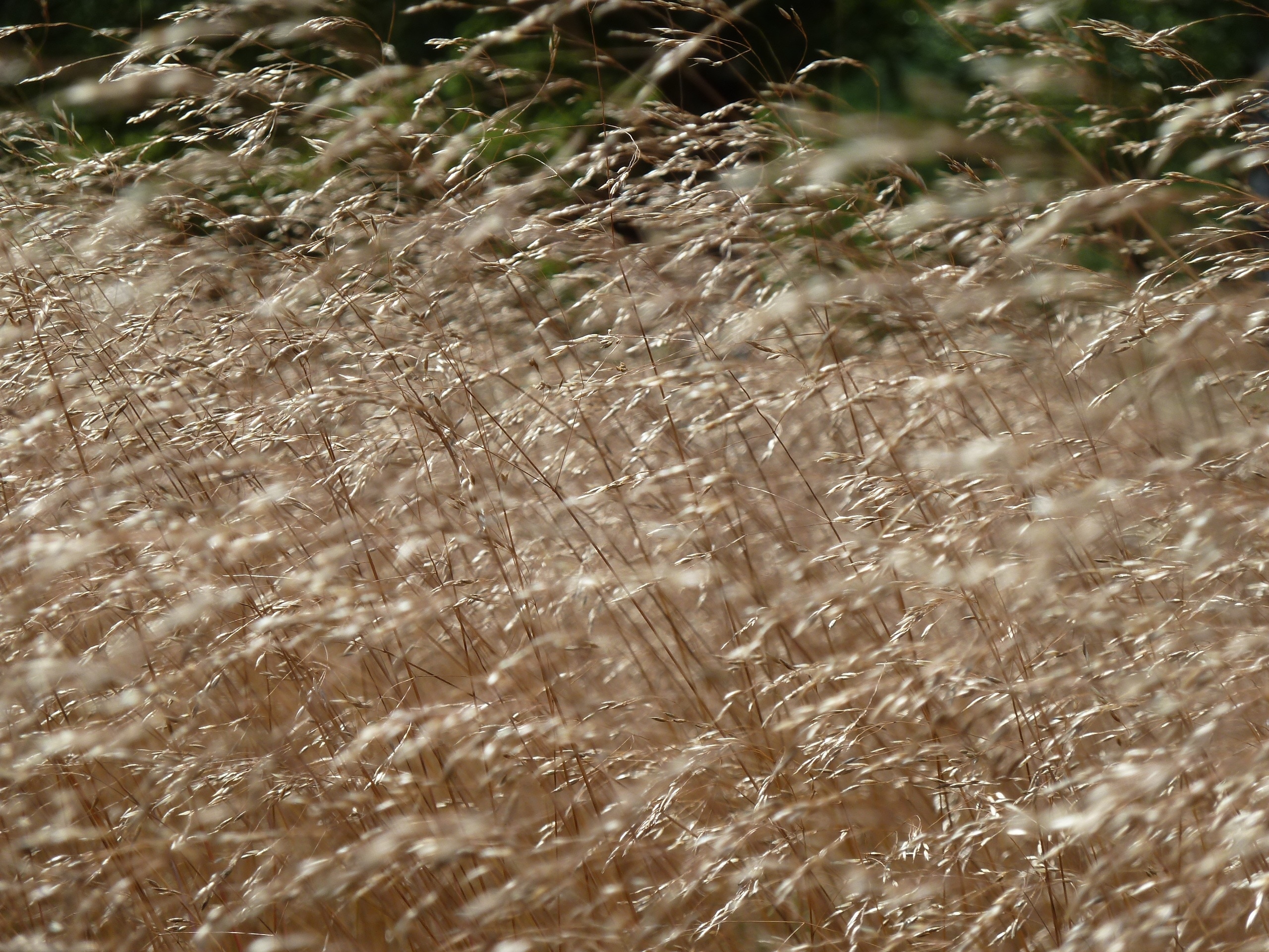 photo of grass
