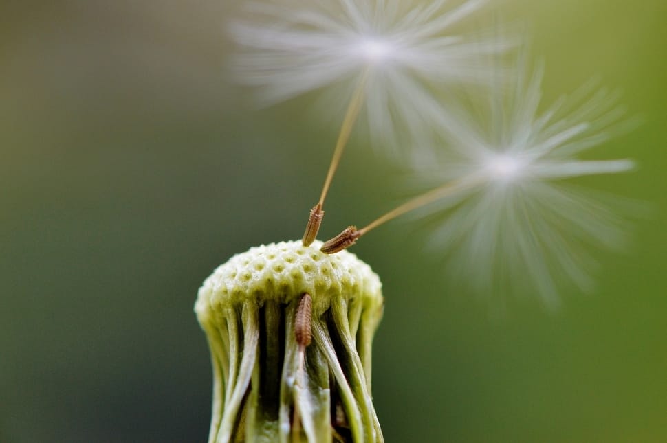 Dandelion, Plant, Fly, Seeds, Close, close-up, plant stem preview