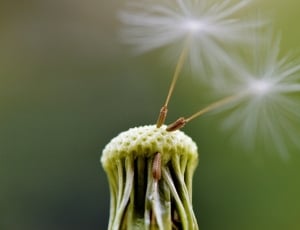 Dandelion, Plant, Fly, Seeds, Close, close-up, plant stem thumbnail