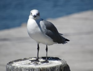 white and grey feathered bird thumbnail