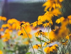 shallow focus photography of yellow flowers thumbnail