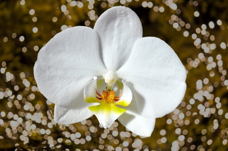 white orchid preview