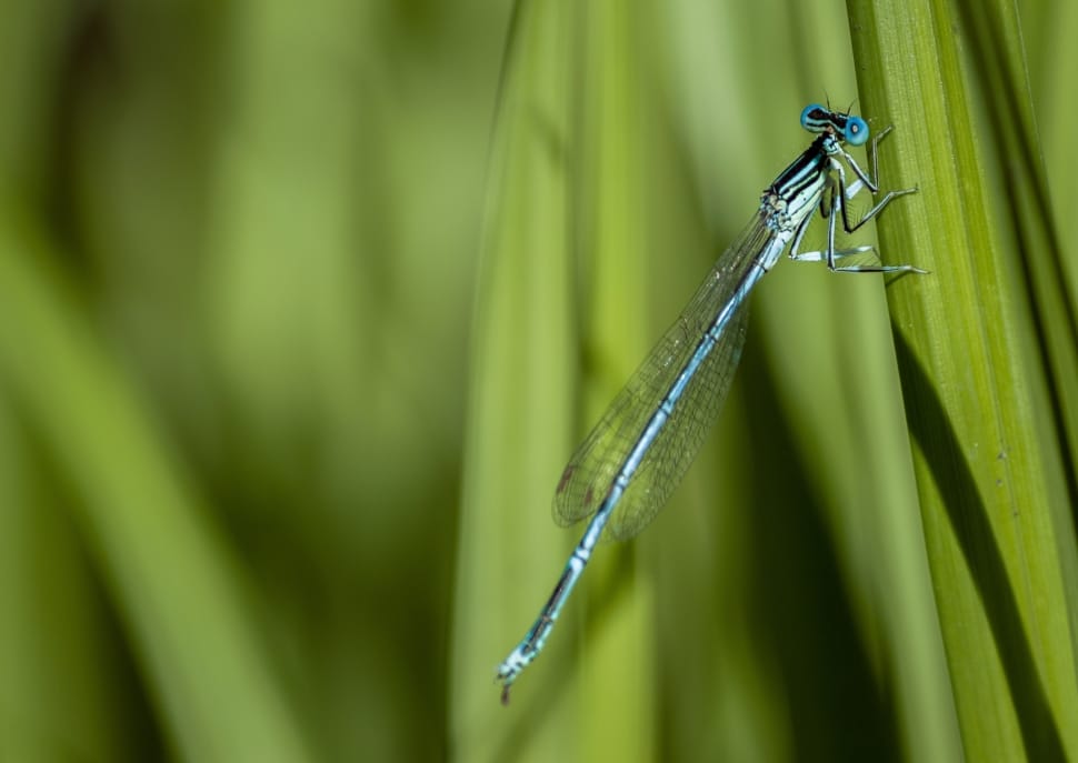 Insect, Nature, Dragonfly, Detail, Green, green color, damselfly preview