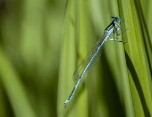 Insect, Nature, Dragonfly, Detail, Green, green color, damselfly thumbnail