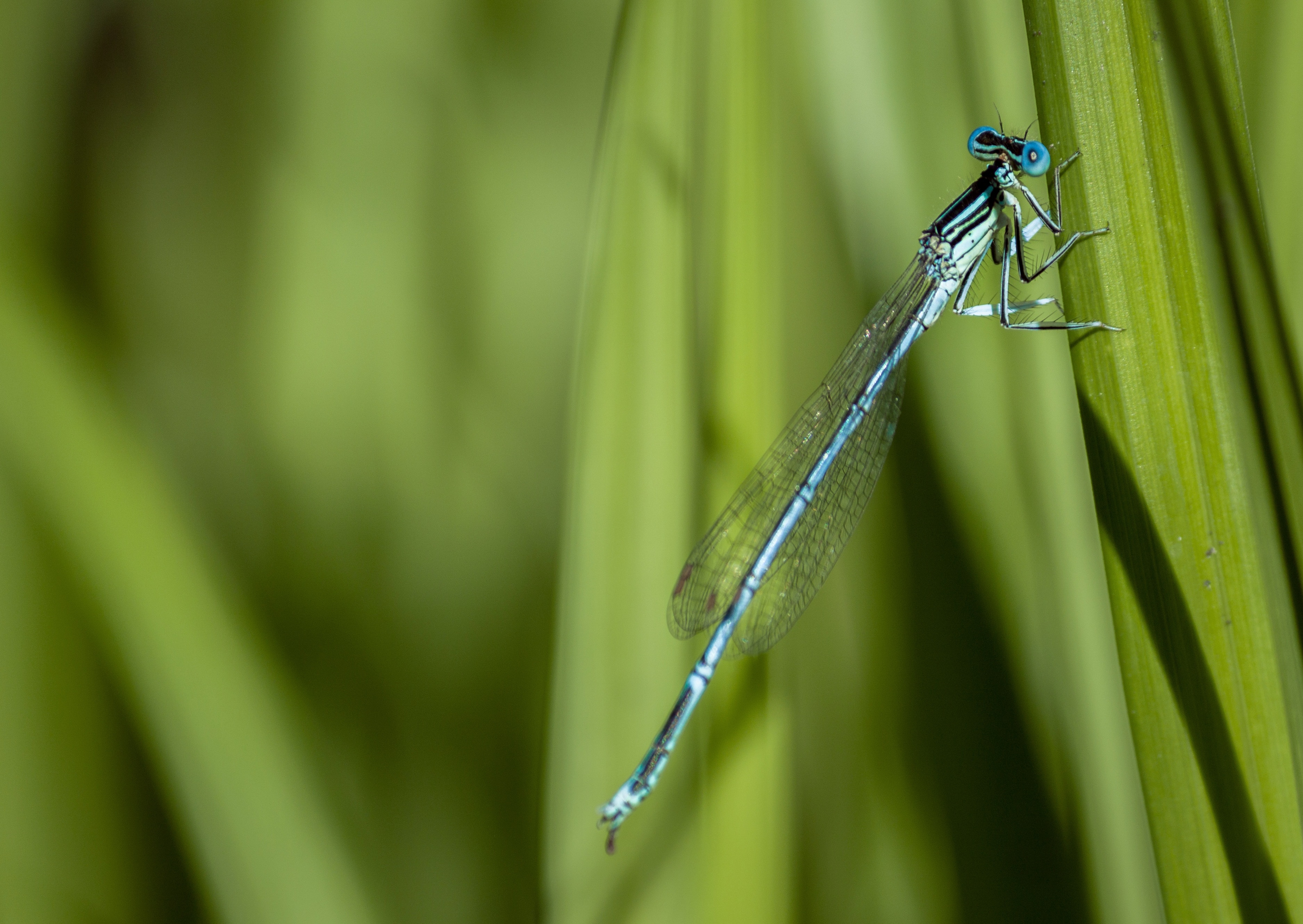 Insect, Nature, Dragonfly, Detail, Green, green color, damselfly