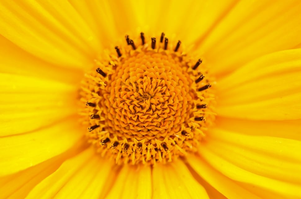 closeup photo of sunflower preview
