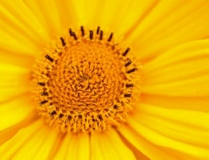 closeup photo of sunflower thumbnail