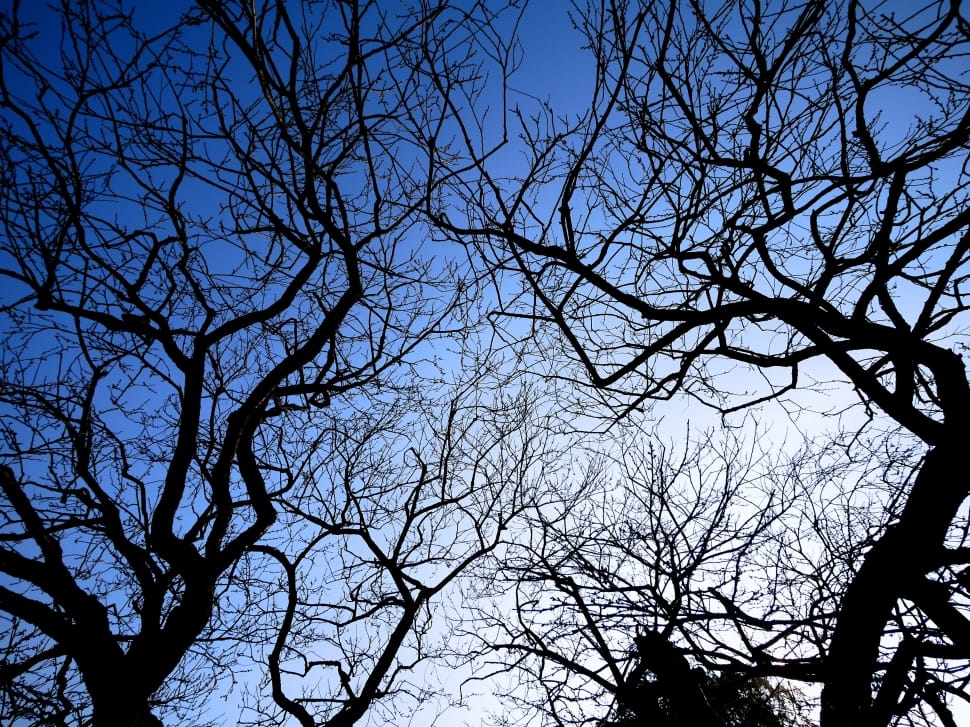 Sky, Plum, Wood, bare tree, low angle view preview