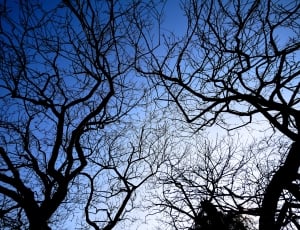 Sky, Plum, Wood, bare tree, low angle view thumbnail