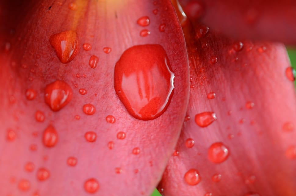 macro photo of red petaled flower at water dew time preview