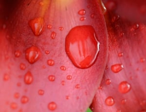 macro photo of red petaled flower at water dew time thumbnail
