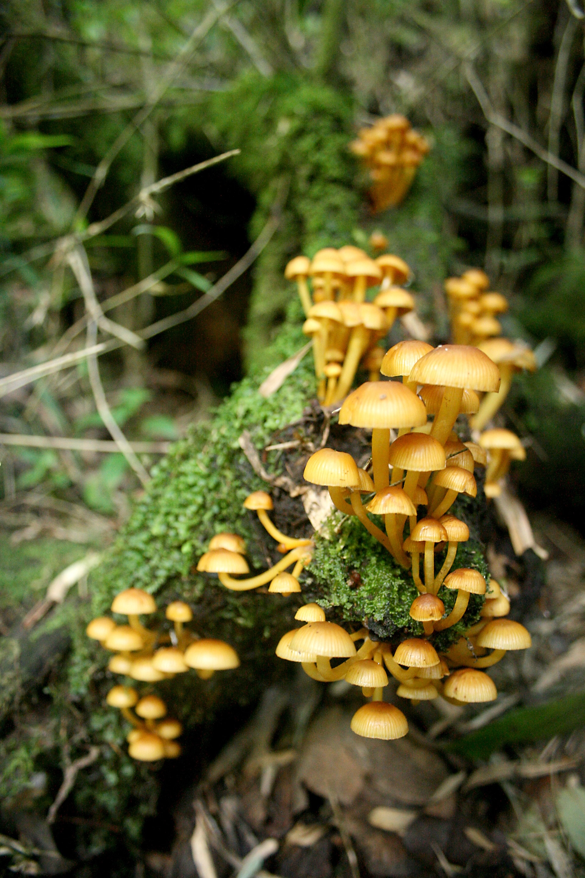 beige-and-brown fungus lot