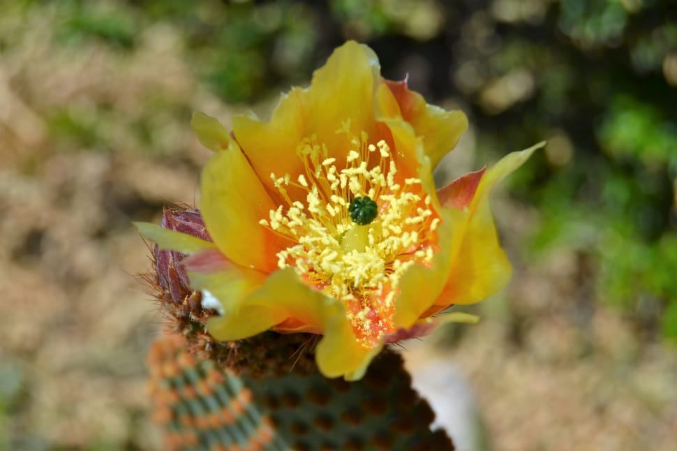 yellow indian fig cactus flower preview