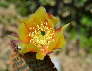 yellow indian fig cactus flower thumbnail