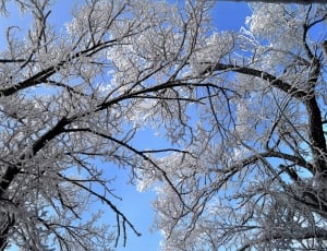 Nature, Trees, Winter, Sky, Snow, Tree, tree, branch thumbnail