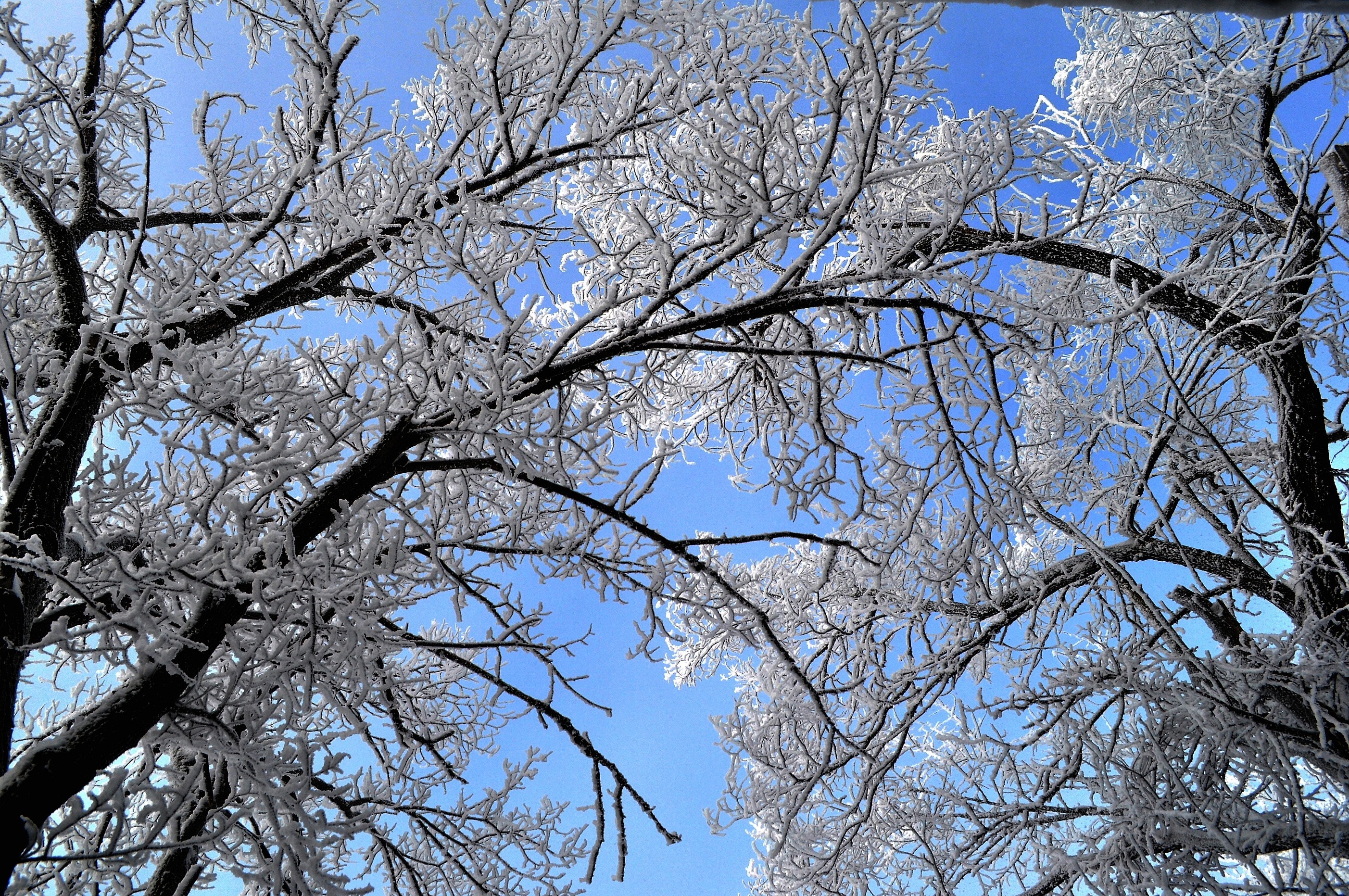 Nature, Trees, Winter, Sky, Snow, Tree, tree, branch