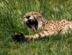 Wild, Wild Cat, Cheetah, Animal, Yawn, grass, one animal thumbnail