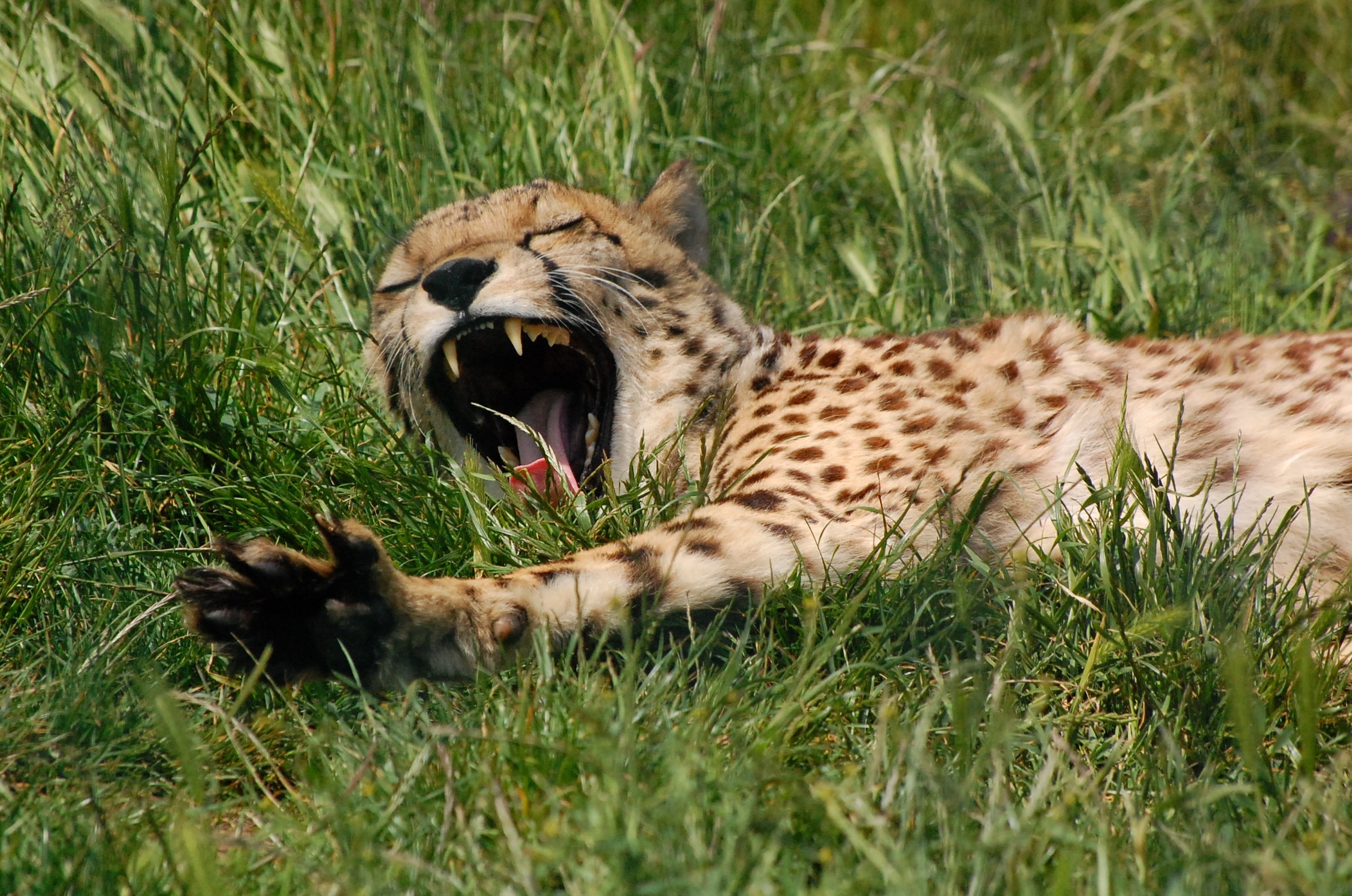 Wild, Wild Cat, Cheetah, Animal, Yawn, grass, one animal