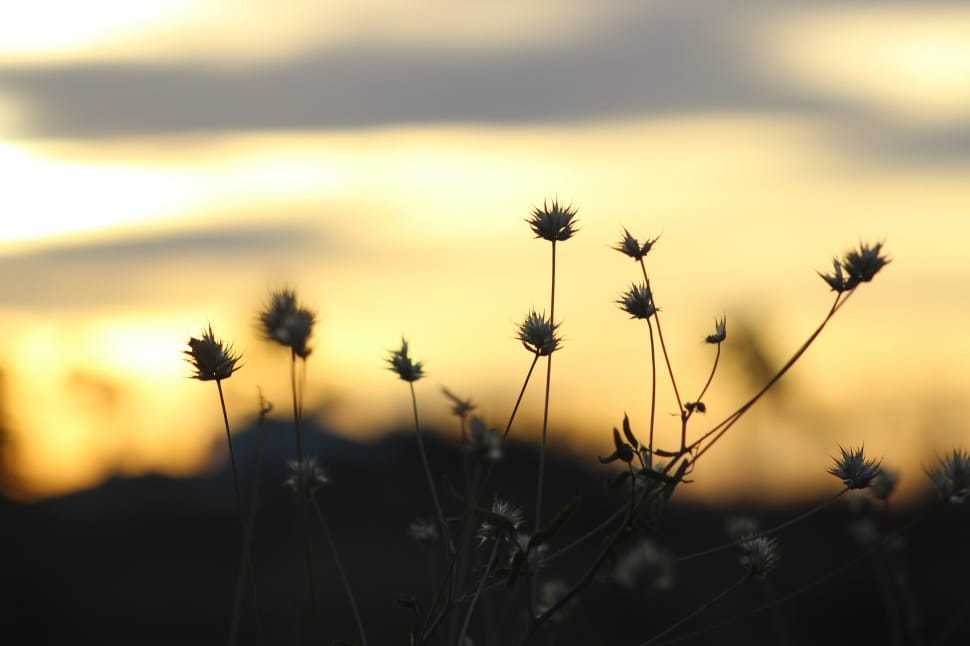 dandelion preview