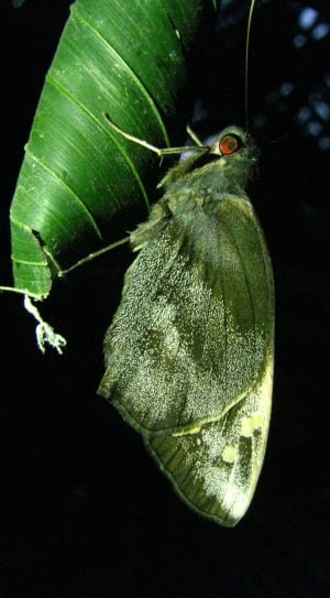 green moth on green leaf thumbnail
