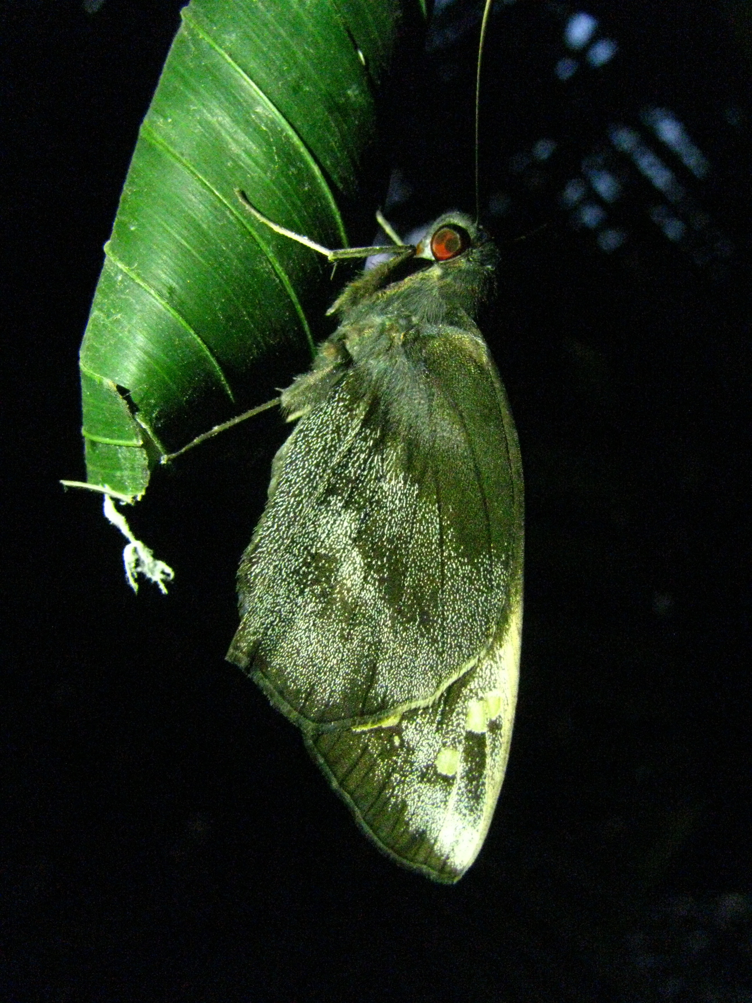 green moth on green leaf