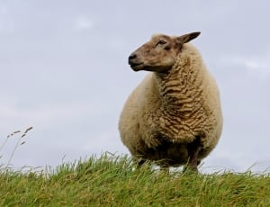 Curiosity, Deichschaf, North Sea, Sheep, grass, animal wildlife thumbnail