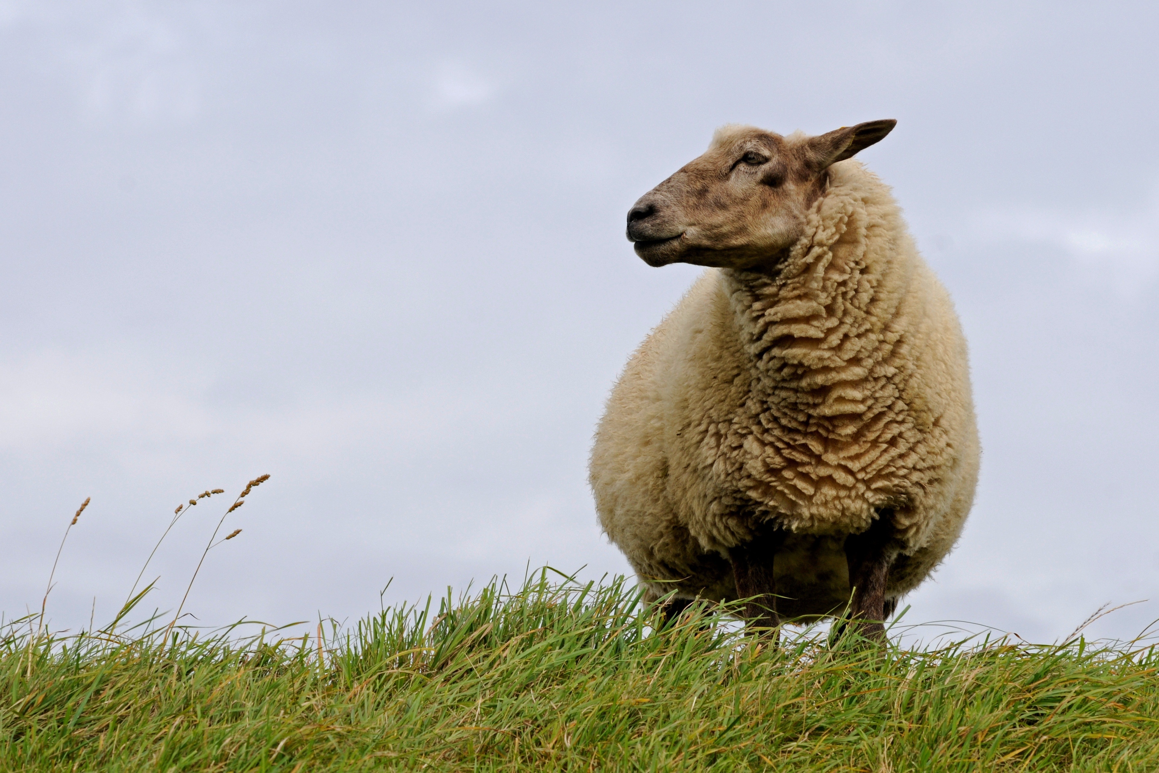 Curiosity, Deichschaf, North Sea, Sheep, grass, animal wildlife