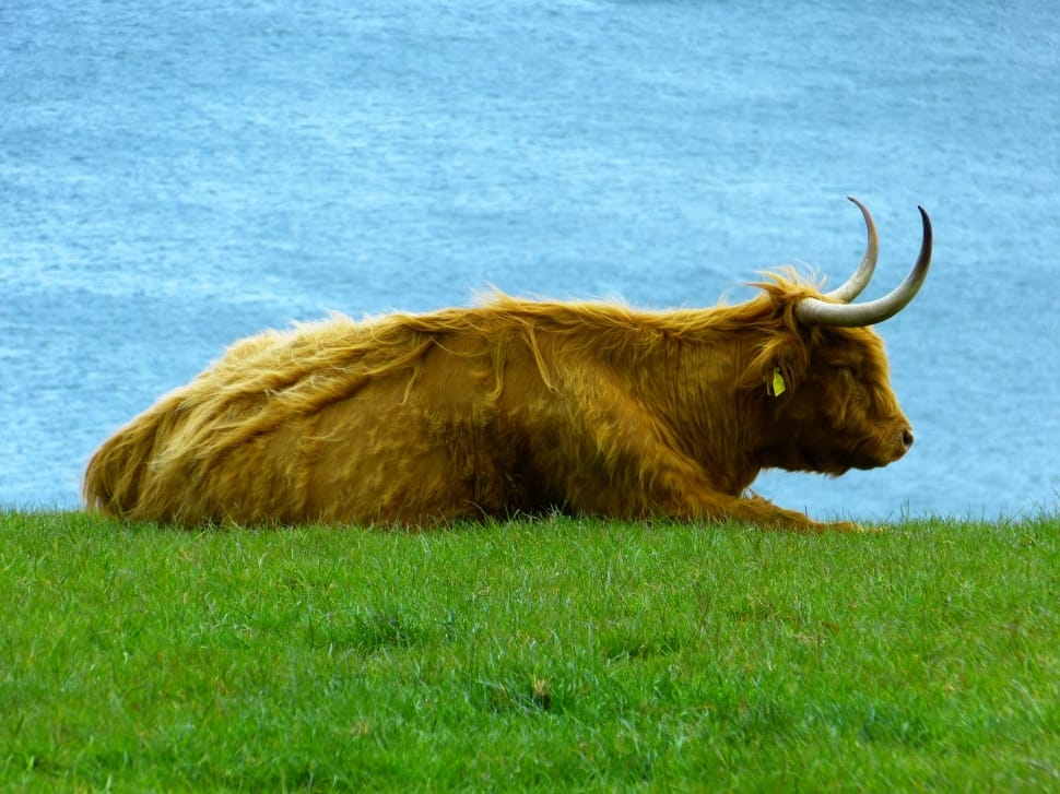 Highland Beef, Highland Cattle, Kyloe, one animal, grass preview