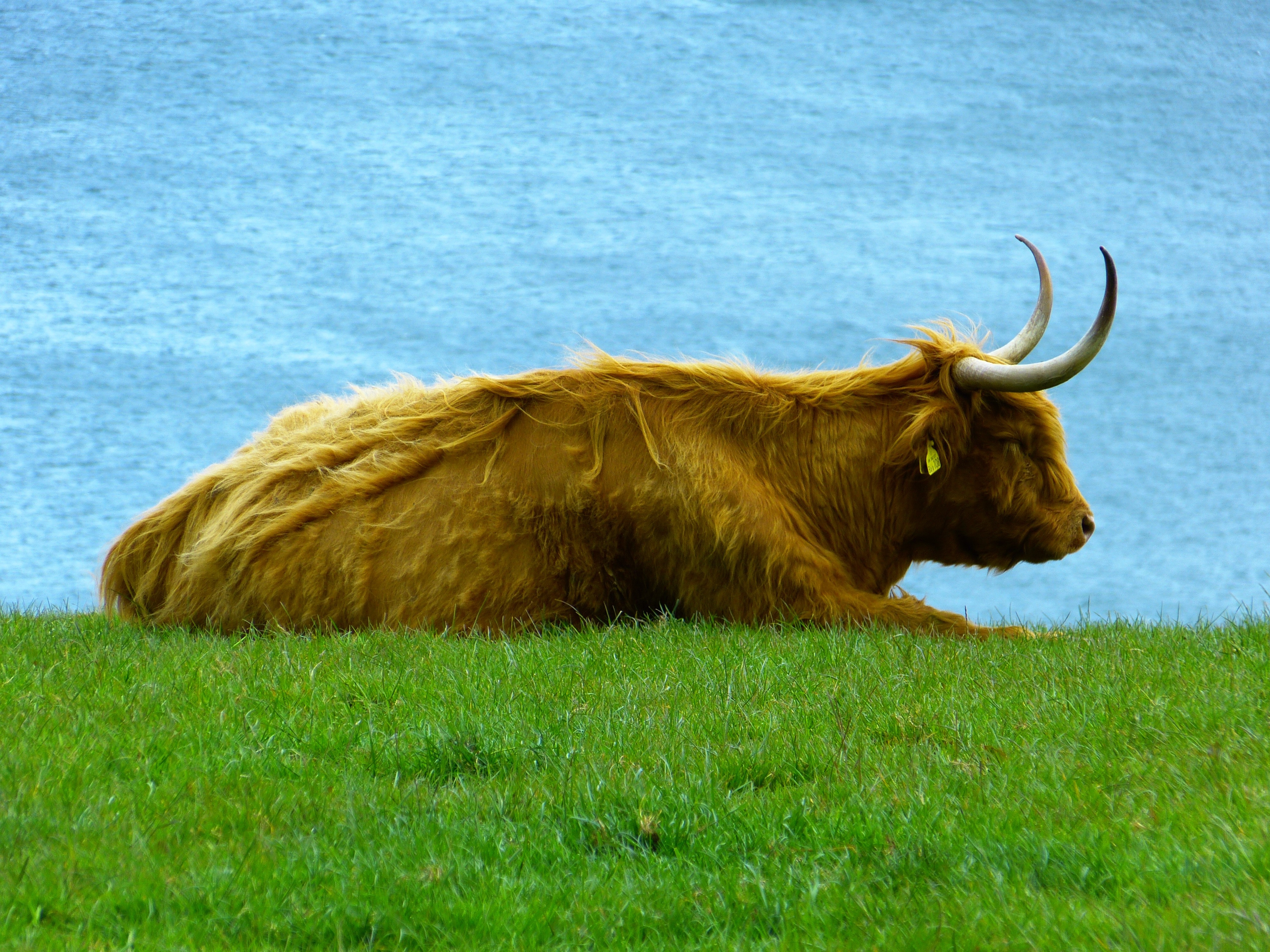 Highland Beef, Highland Cattle, Kyloe, one animal, grass