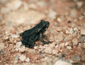black frog thumbnail