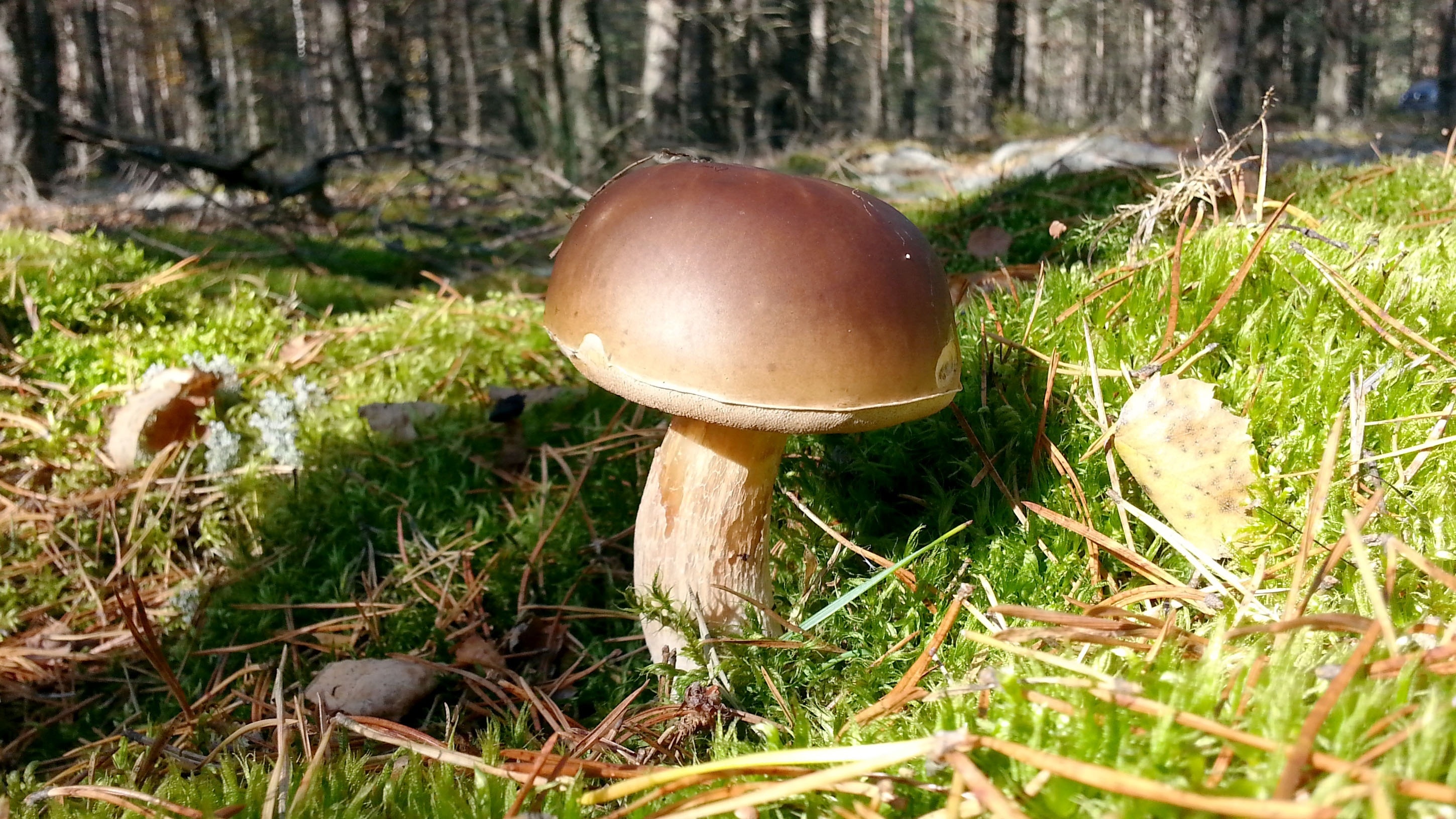 brown and gray mushroom