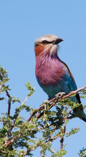 white purple and blue bird standing on branch during daytime thumbnail