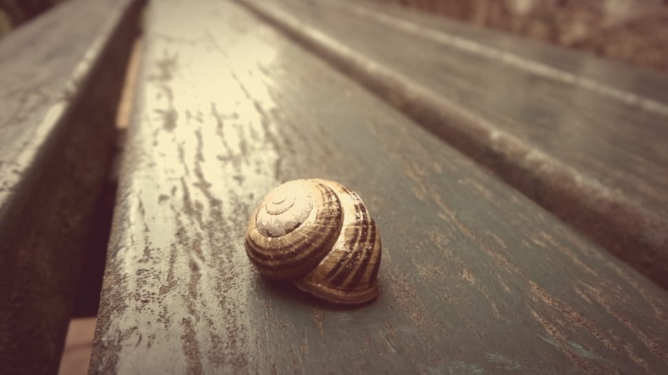 brown snail on  gray wooden table top preview