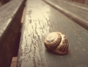 brown snail on  gray wooden table top thumbnail