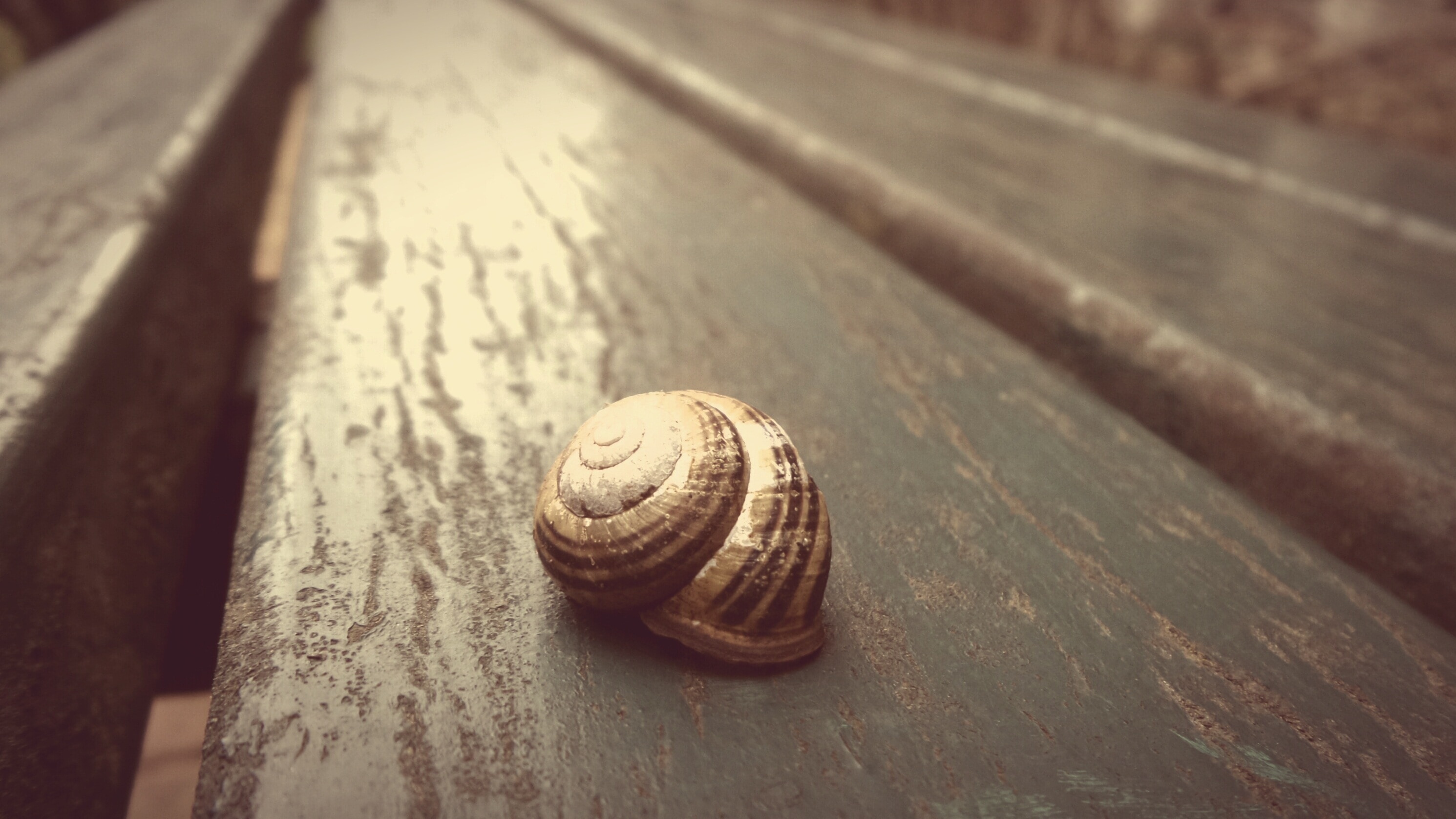 brown snail on  gray wooden table top