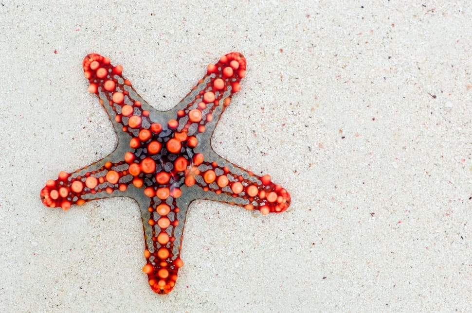 red and gray starfish preview