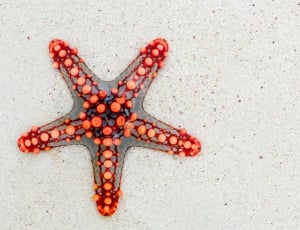 red and gray starfish thumbnail