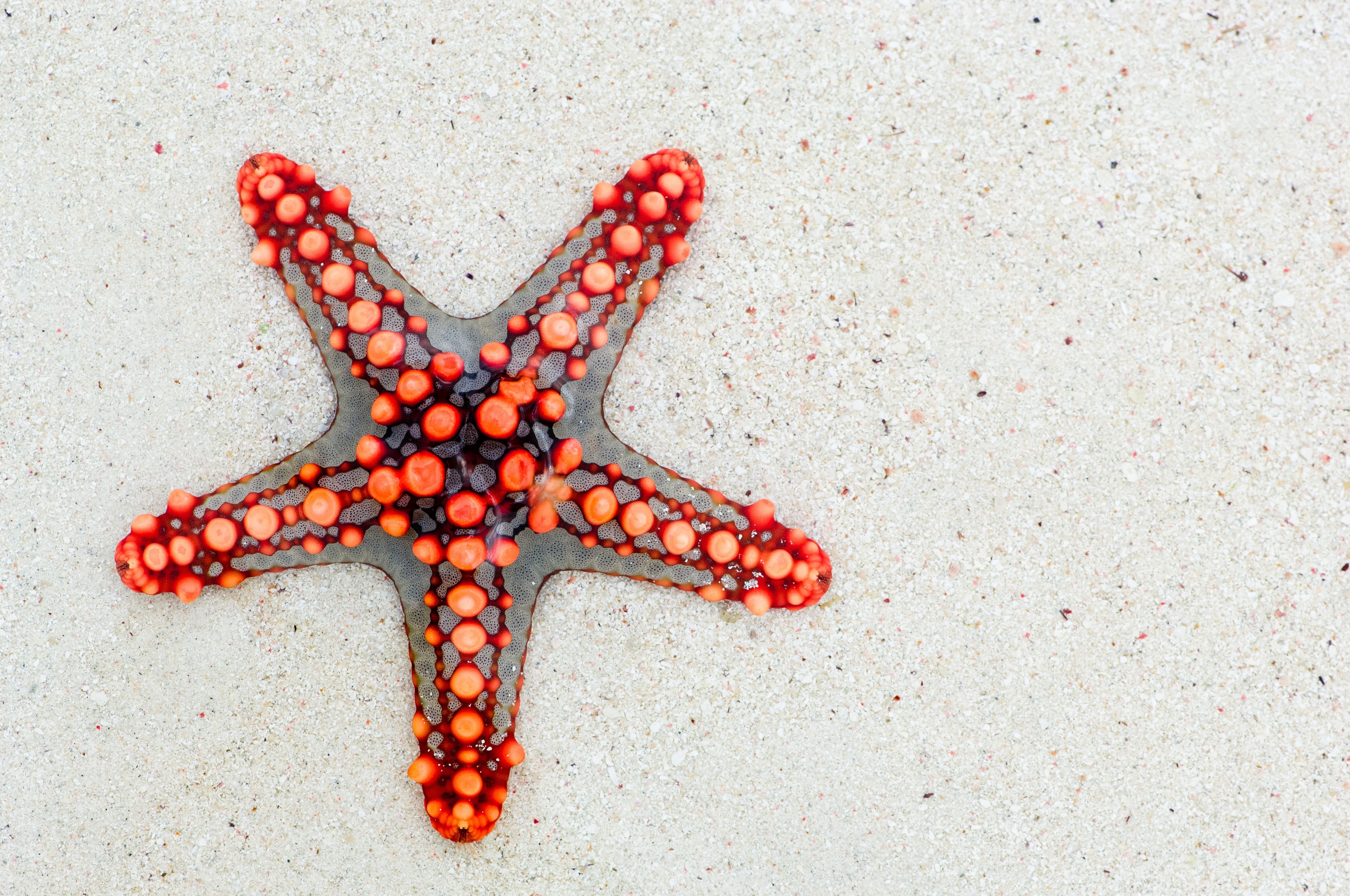 red and gray starfish