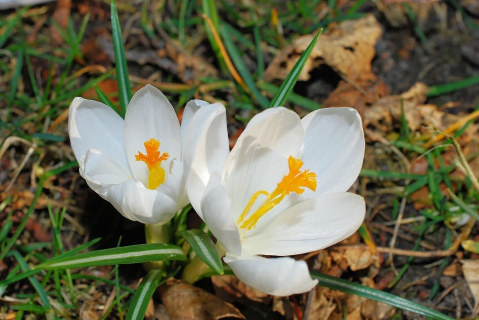 2 white crocus flowers surrounded with grass close up photogrpahy preview