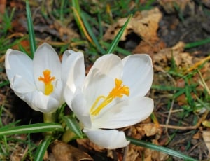2 white crocus flowers surrounded with grass close up photogrpahy thumbnail