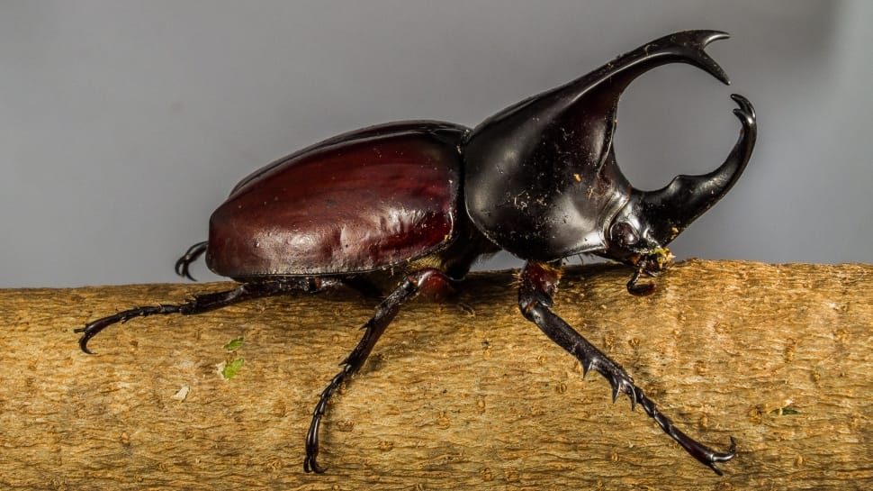 Rhinoceros Beetle, Tropical Beetles, close-up, studio shot preview