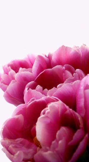 Flora, Red, Tulip, Pink, Yellow, Flower, flower, pink color thumbnail