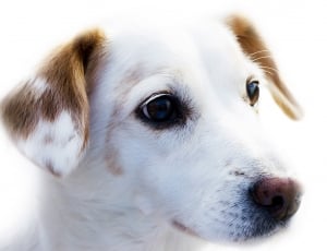 white and brown dog standing thumbnail
