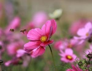 pink blooming flower thumbnail