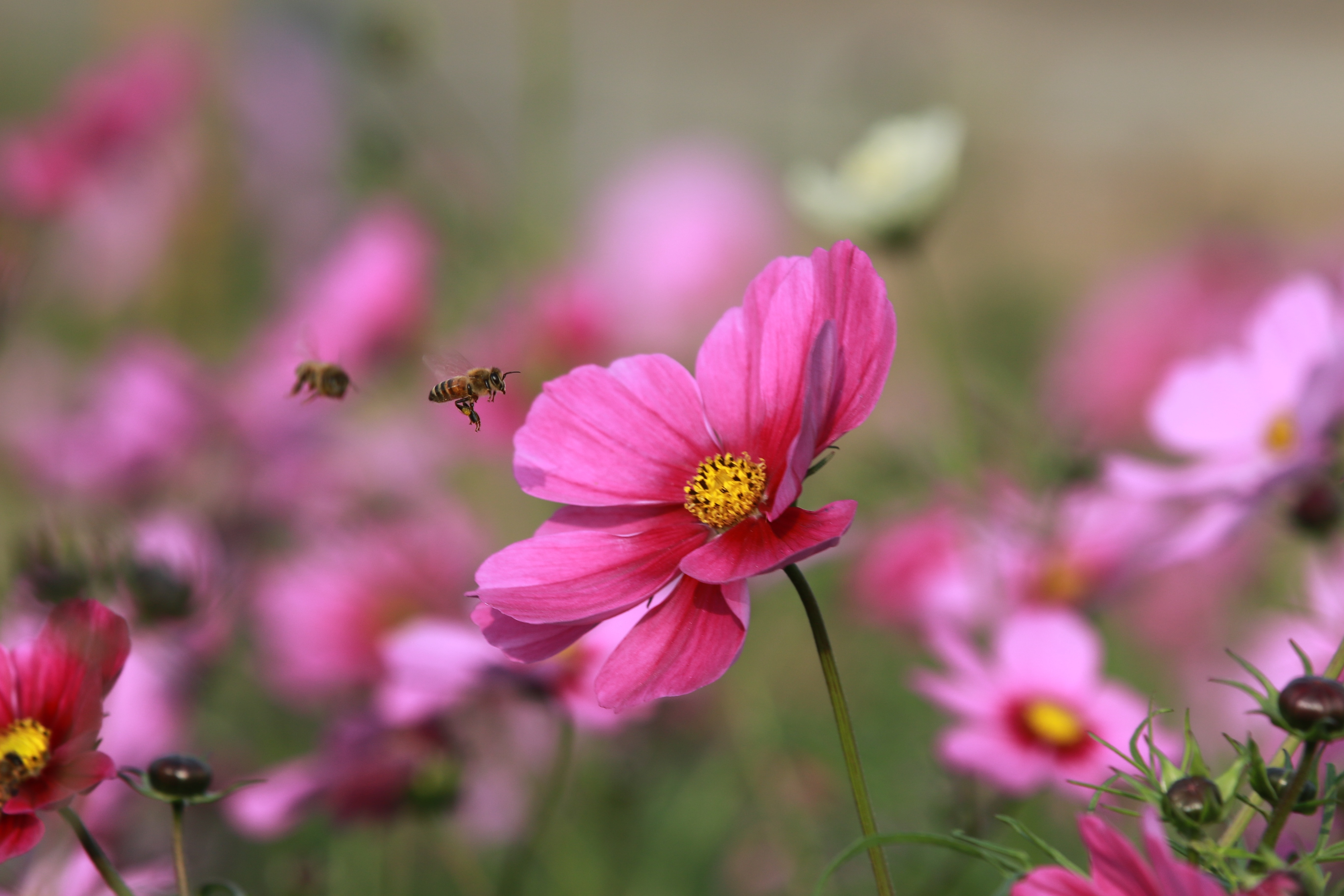 pink blooming flower