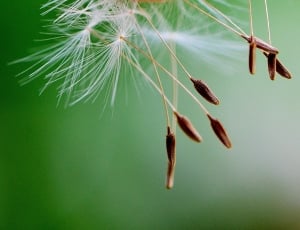 Plant, Close, Dandelion, Fly, Seeds, hanging, green color thumbnail