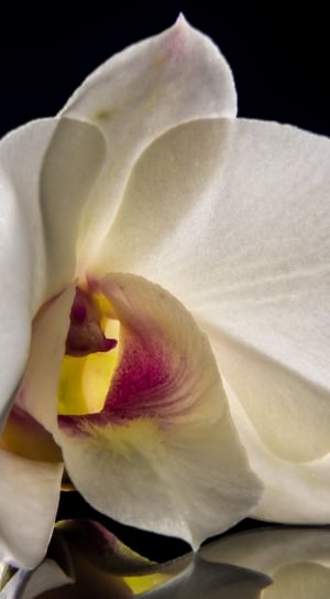 white flower shallow capture photography thumbnail