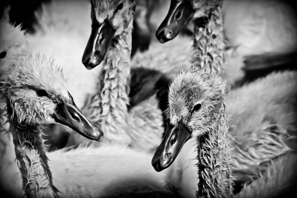 grayscale photography of ducks preview